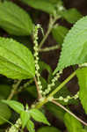 Smallspike false nettle